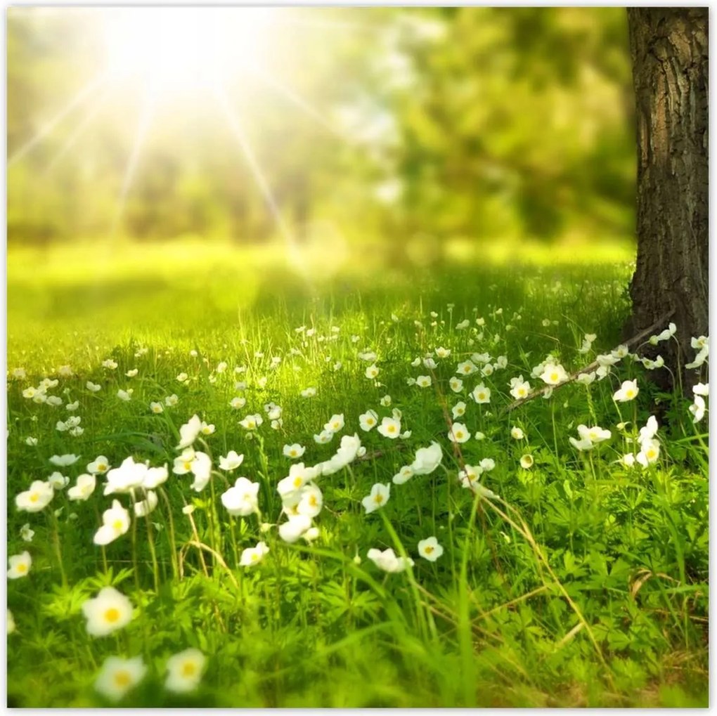 Poszterek 140x140 Sugár a réten