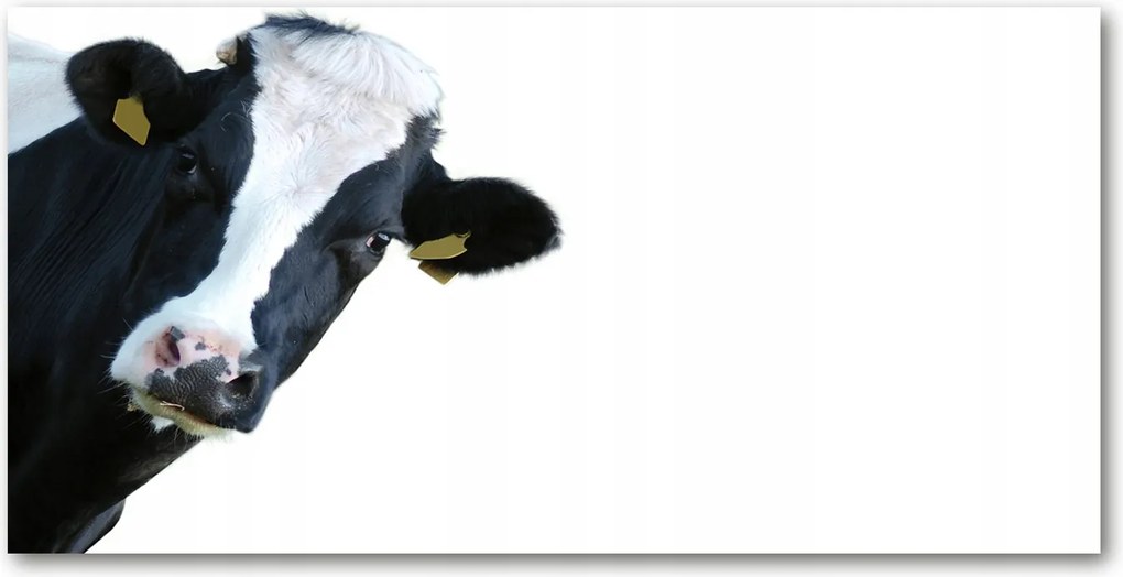 Fotó-kép fotó edzett üveg Tehén 140x70