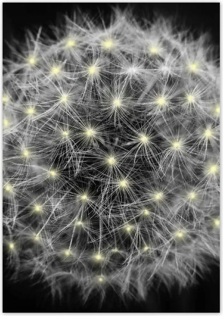 Poszterek 70x100 Pitypang Virág Virágok