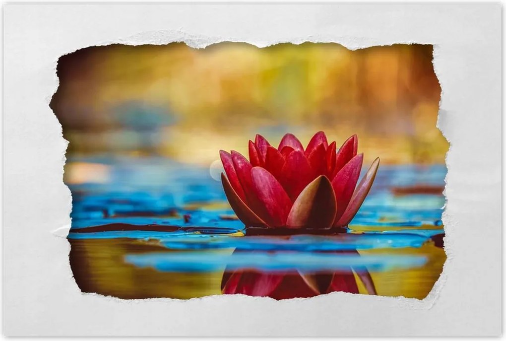 Poszterek 90x60 Vízi liliom Virág Víz