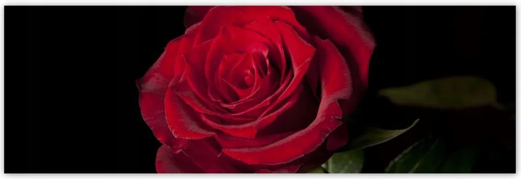 Poszterek 200x66 Aranyos rózsa