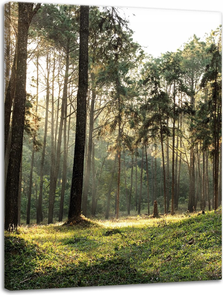 Vászonkép Erdő Fák Nap Természet 30x40 cm