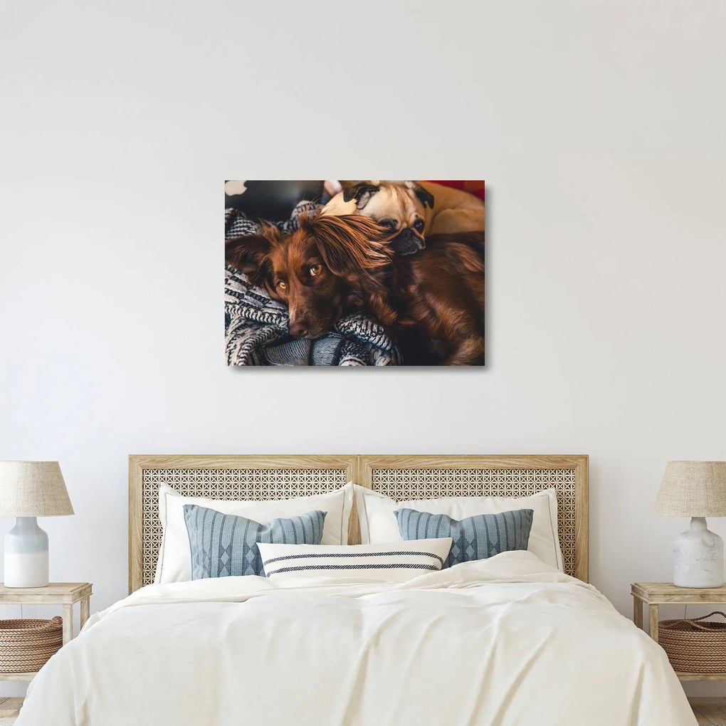 Egy kép fekvő kutyákról (üvegen) (70x50 cm)