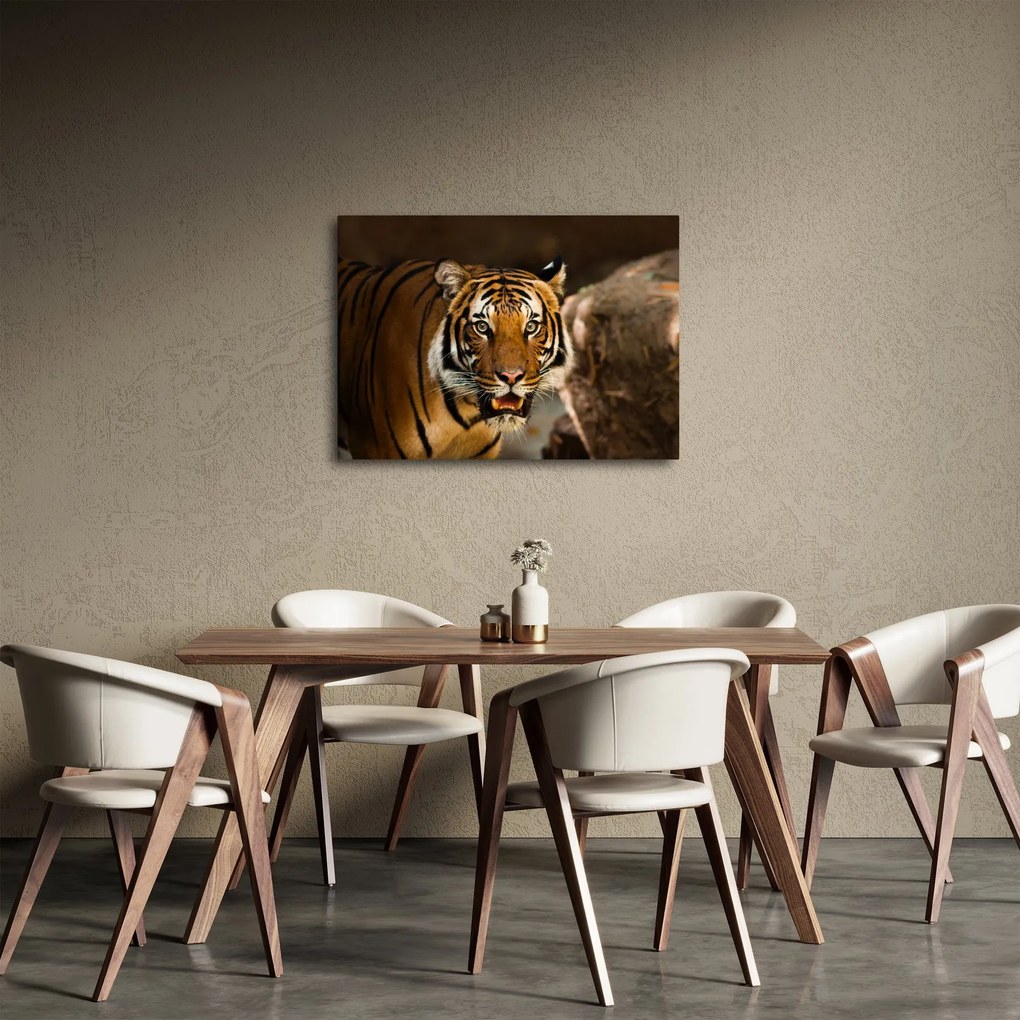 Tigris képe (70x50 cm)