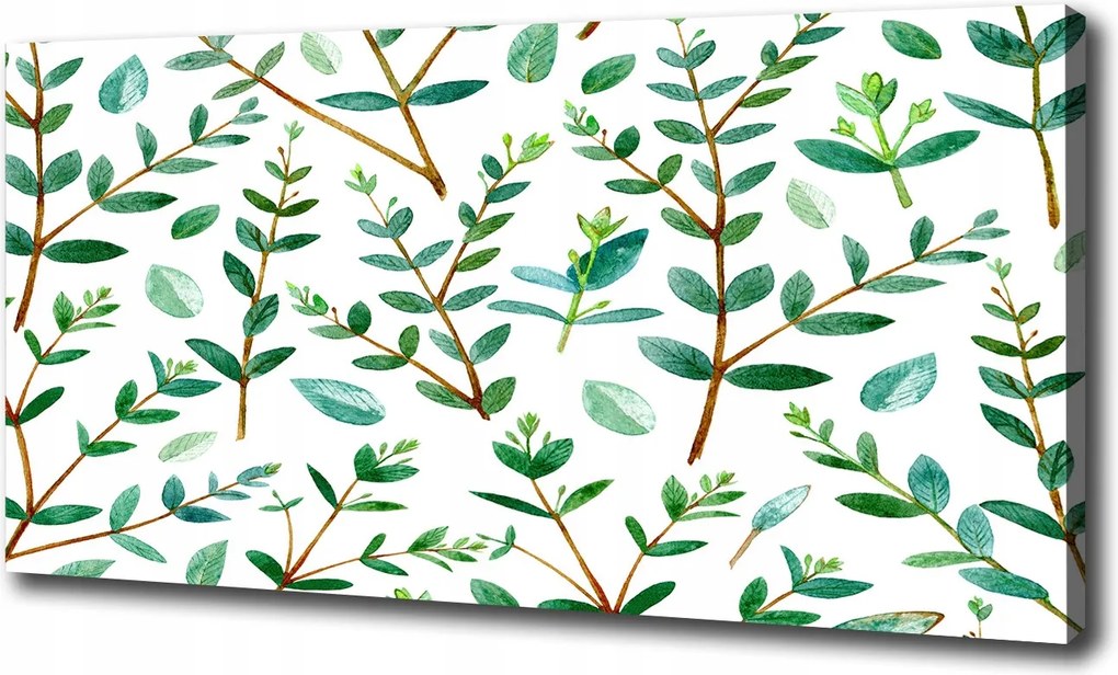 Canvas falikép Eukaliptusz 100x70 cm