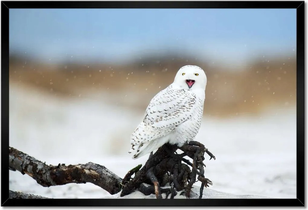 Poszterek keretben 60x40 Madarak