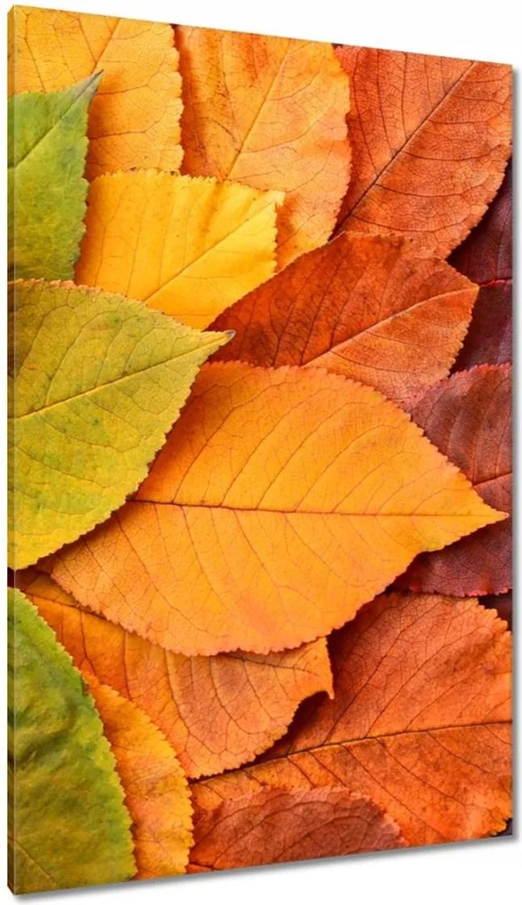 Vászonkép 80x120 Őszi színes levelek Levelek az ősz színeiben