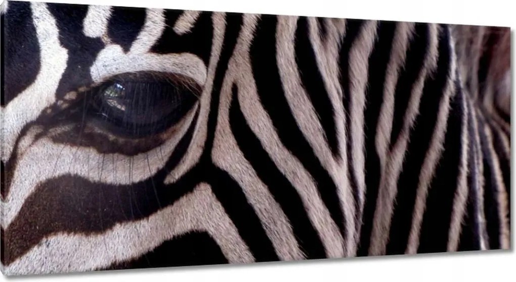 Festmények 115x55 Makro fotó zebra