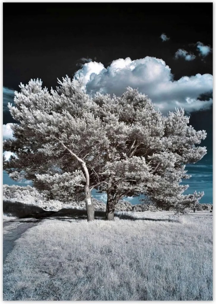 Poszterek A0 Pion Fenséges fa