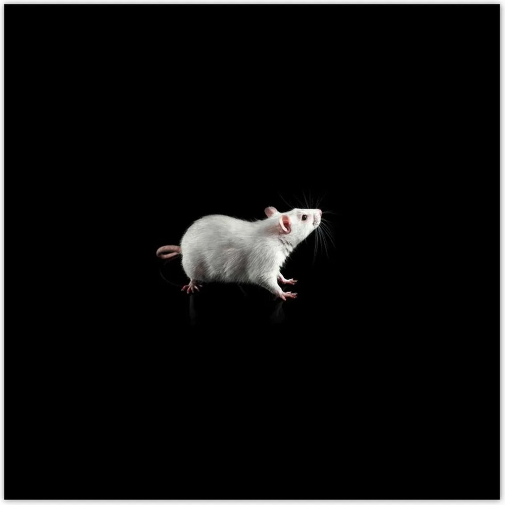 Poszterek 100x100 Fehér kis egér