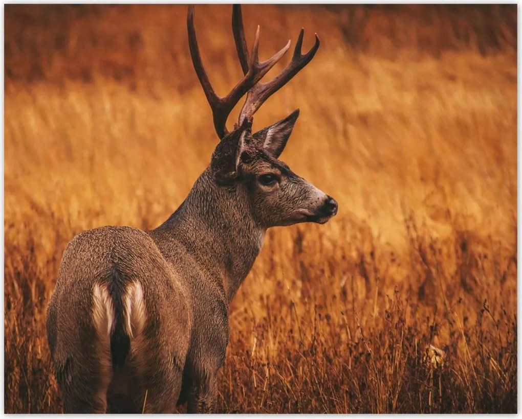 Poszterek 50x40 Szarvas a természetben Vadászat