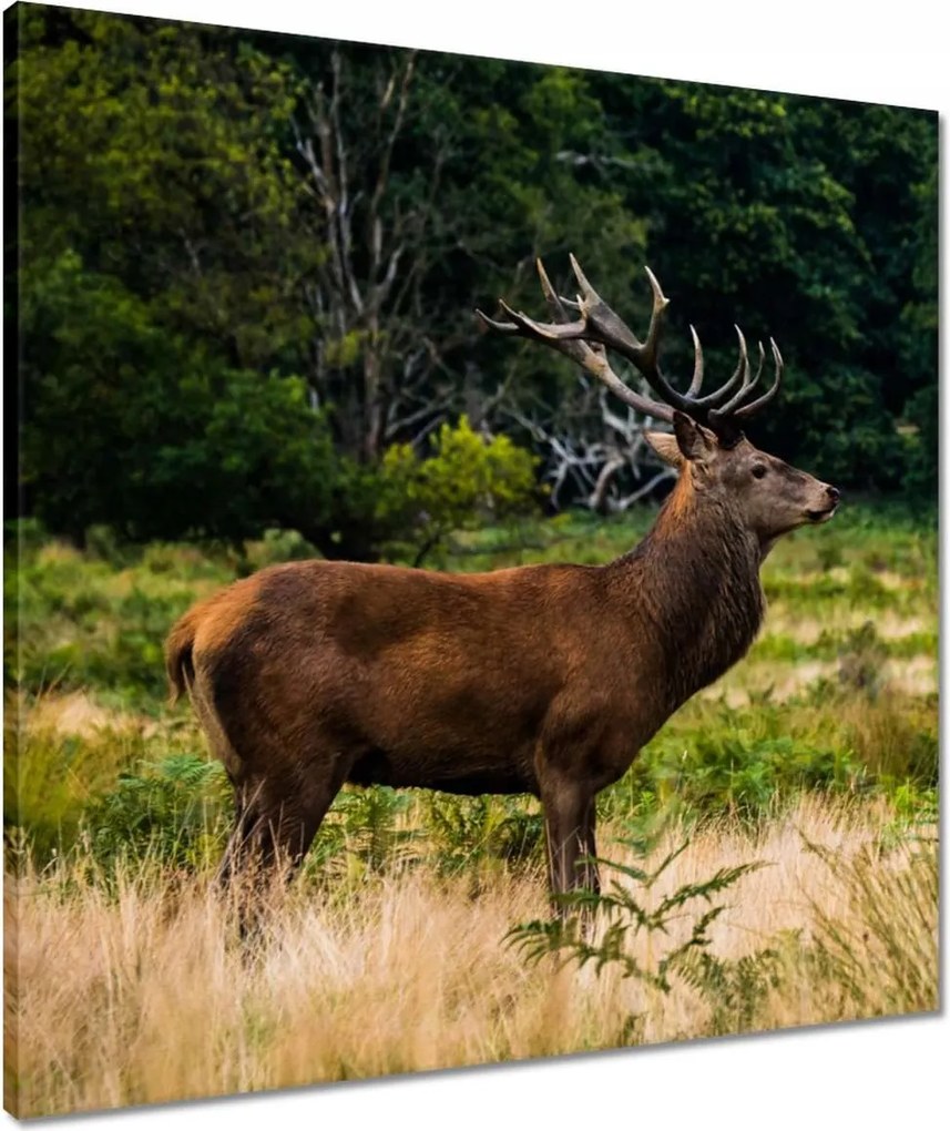 Vászonkép 60x60 Óriás szarvas Tájkép