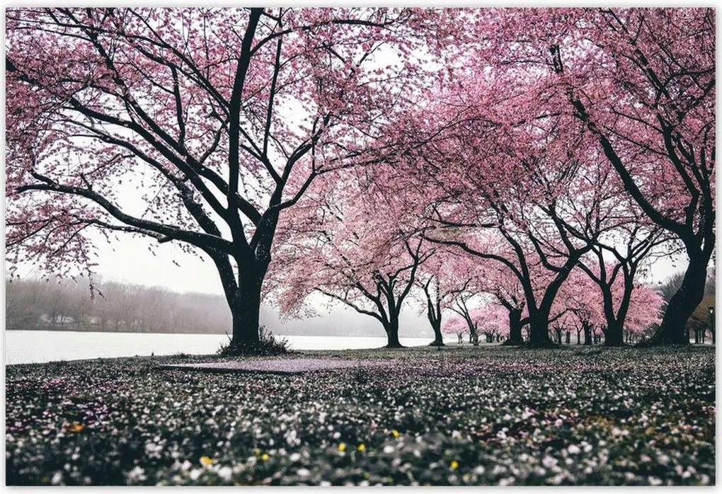 Poszterek 185x125 Fa Fák Kilátás