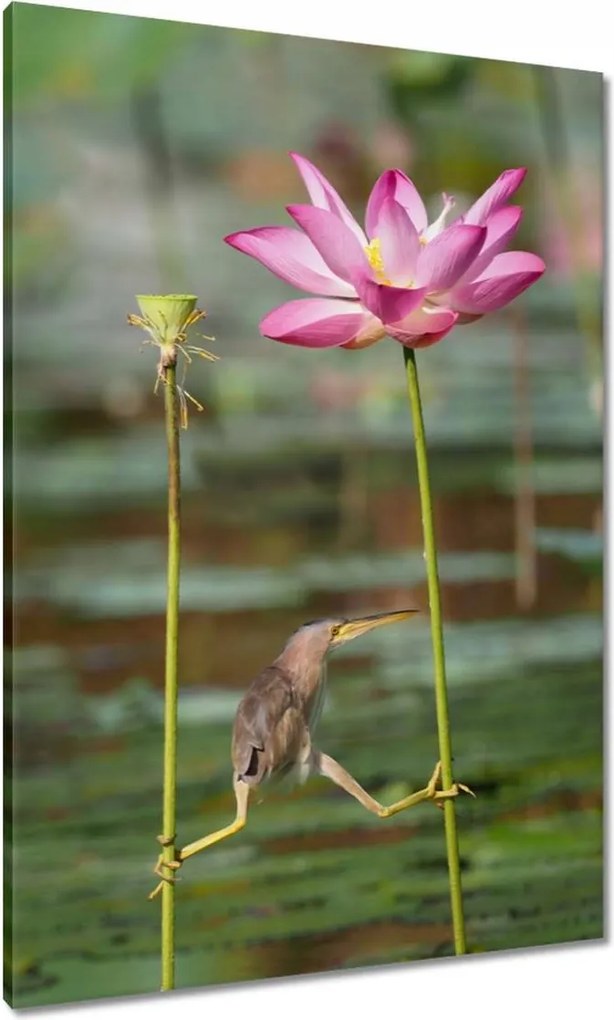 Vászonkép 70x100 Kalapos madár Tájkép Kilátás