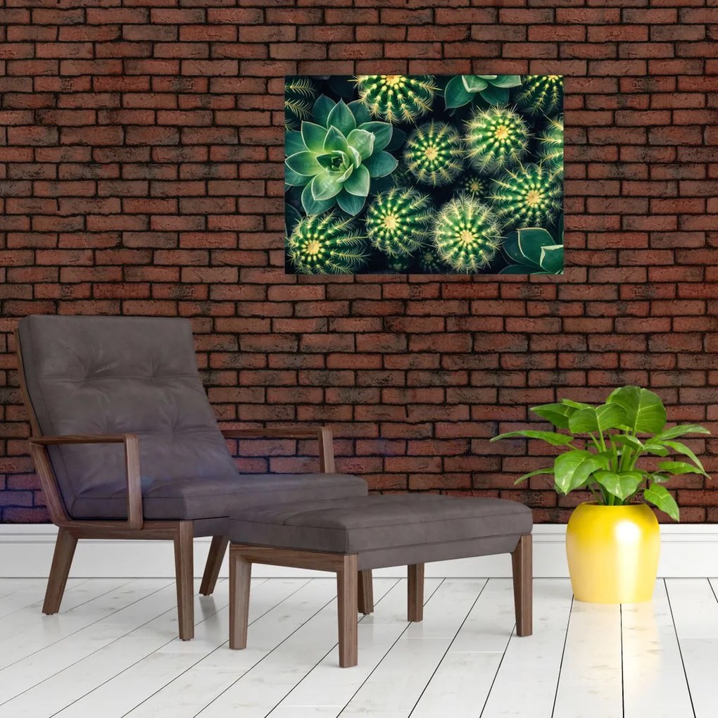 Üveg kép - Kaktuszok (70x50 cm)