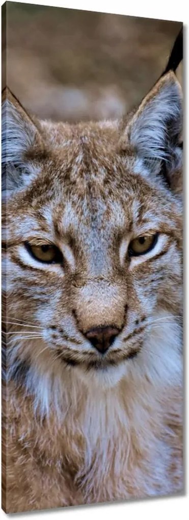Vászonkép 40x100 Hiúz közelről Vadmacska
