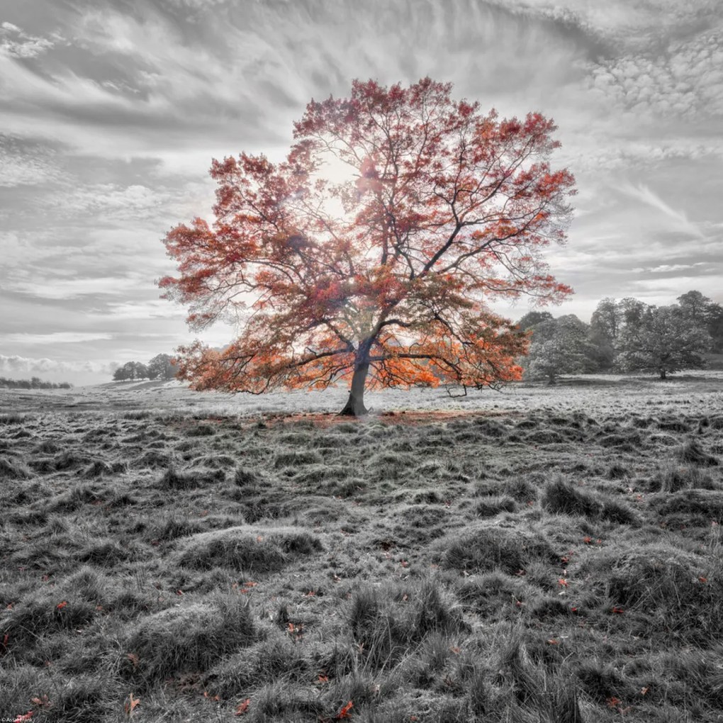 Poszter 40x40cm Egy fa az őszben, Assaf Frank