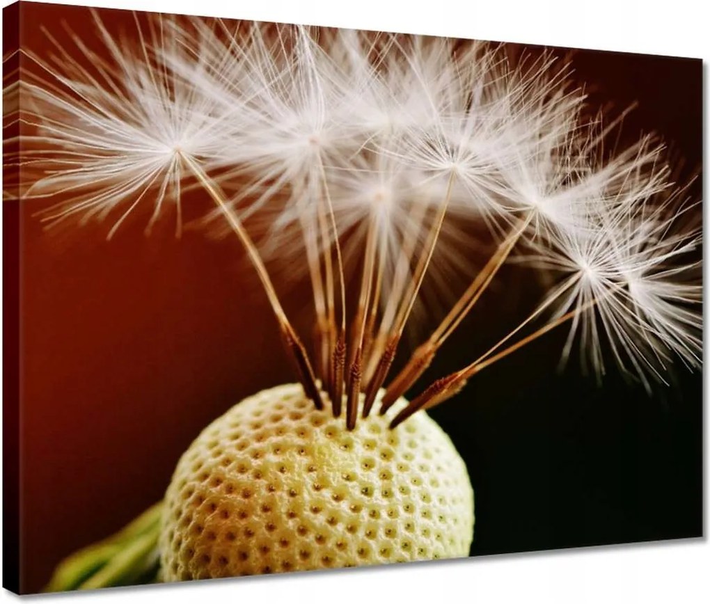 Vászonkép 40x30 Pitypang Virág Virágok