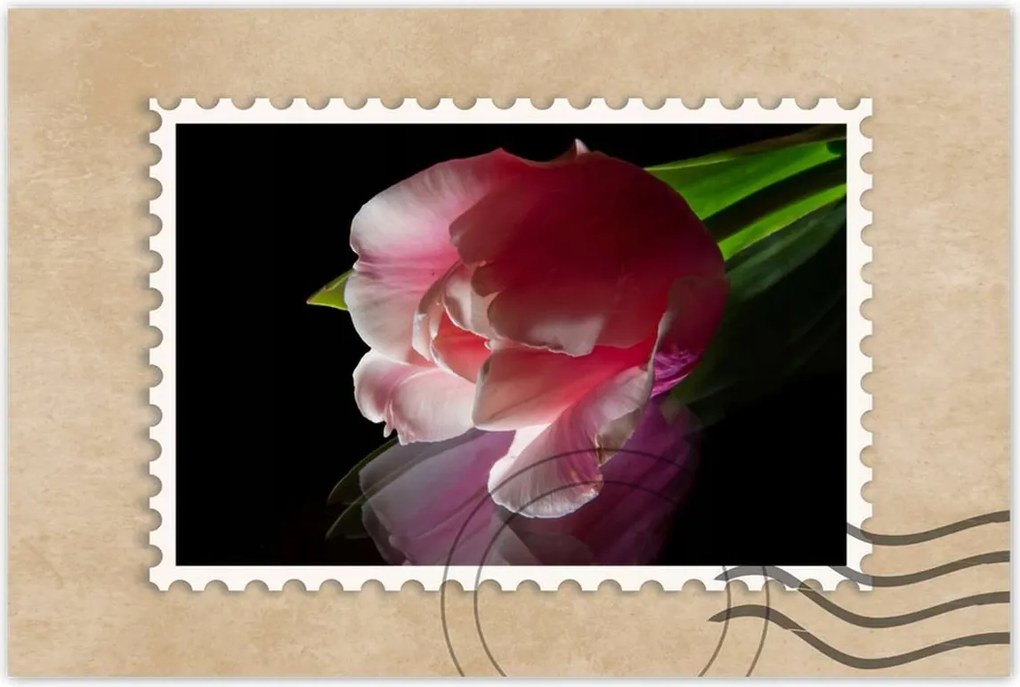 Poszter 60x40 Rózsaszín tulipán virág