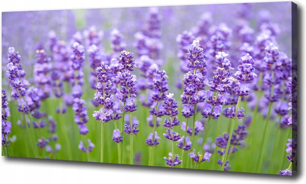 Canvas falikép Levendula 100x70 cm