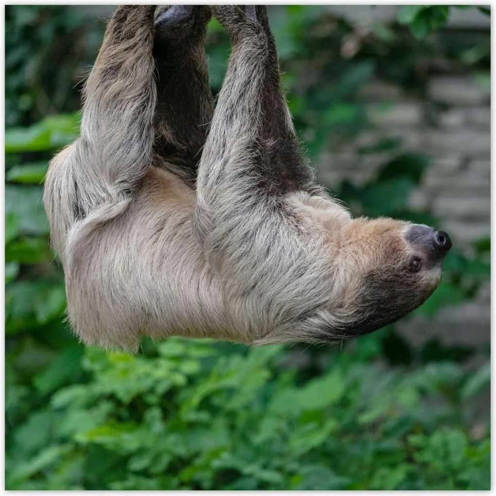 Poszterek 140x140 Lajhár lustaság közben