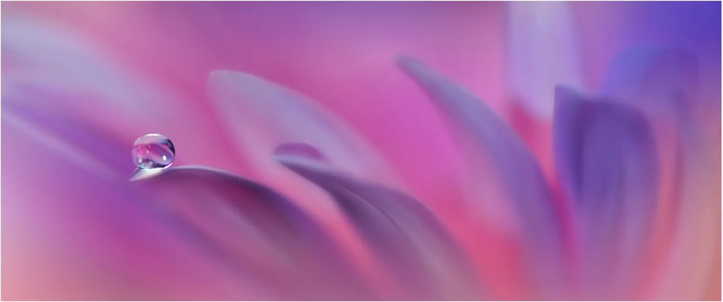 Kép - Csepp a virágon (120x50 cm)