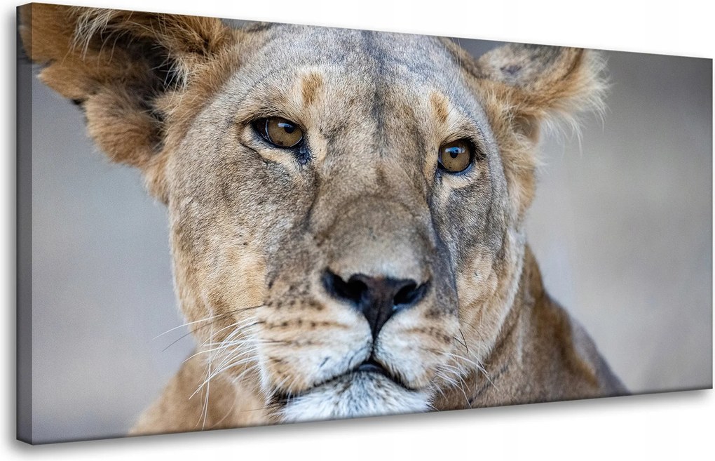 Vászonkép Állatok Oroszlán 80x40 cm