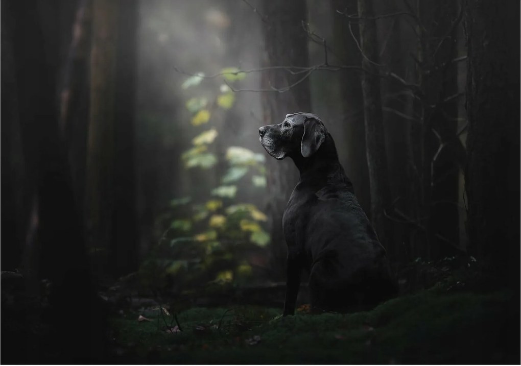 Tapéta Kutya az erdőben vinil 368x254 Nap fa ideális a hálószobába +ragasztó