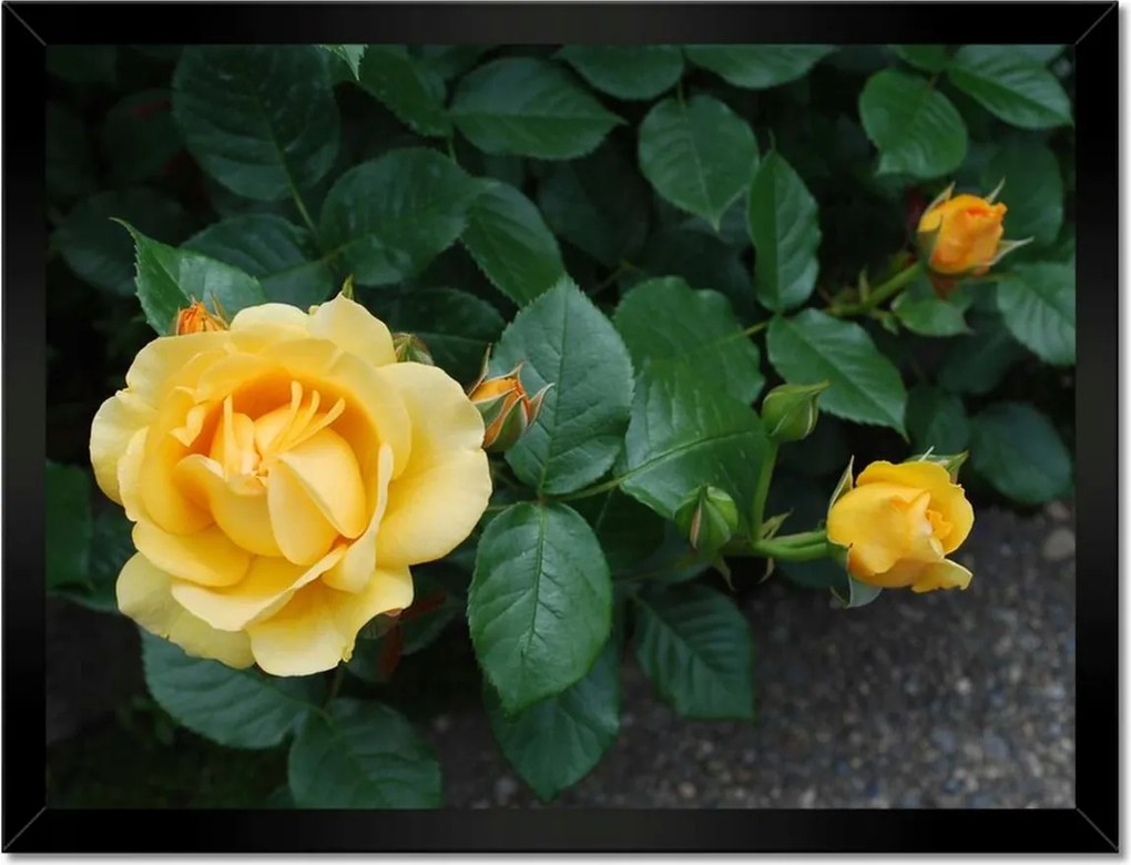 Poszterek keretben 40x30 Sárga rózsa