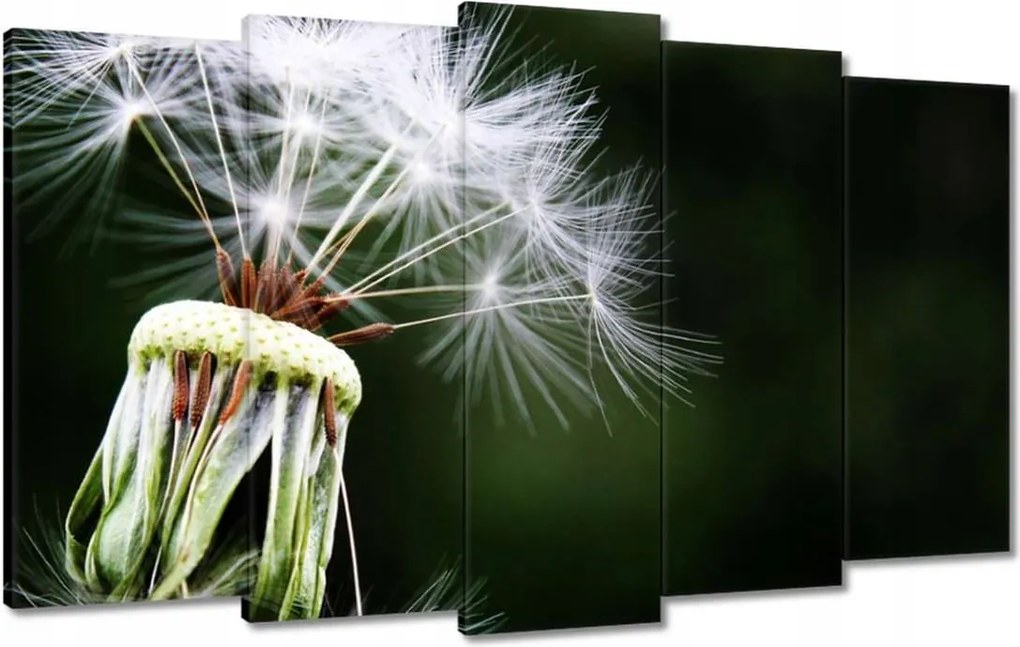 Vászonkép 100x60 Pitypang Virág Virágok