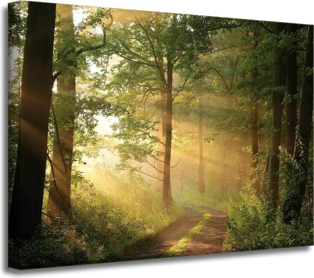 Vászonkép Napfény Erdő Ösvény Természet 40x30 cm