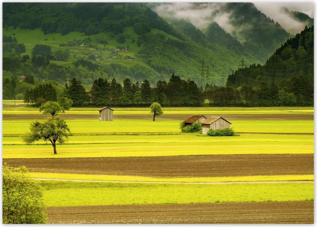 Poszterek 70x50 Zöld őzek