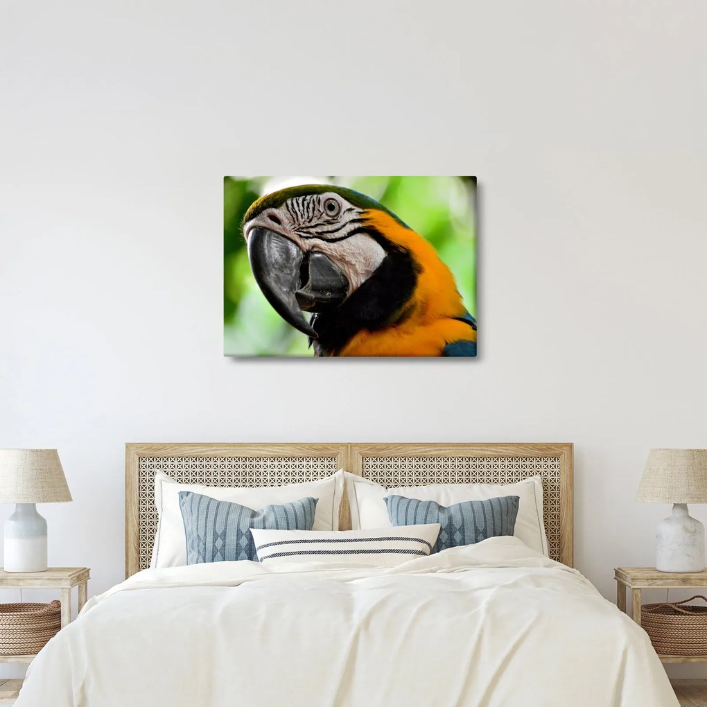 Papagáj képe (70x50 cm)
