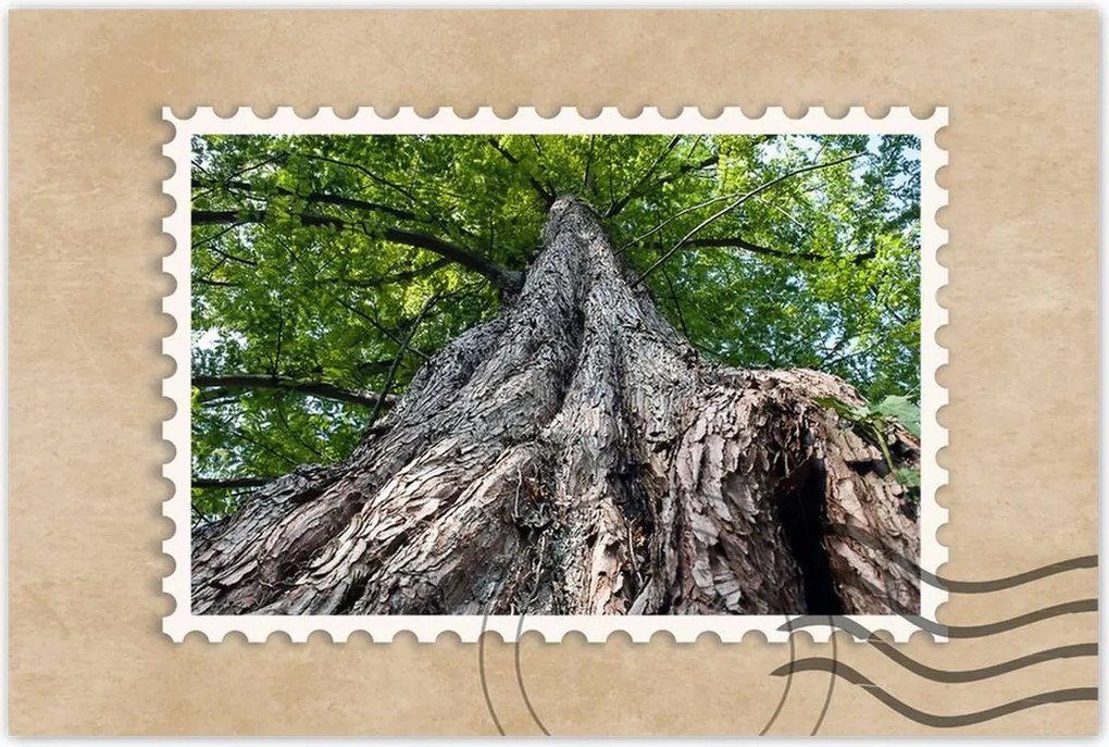 Poszterek 120x80 Fa Fák Kilátás