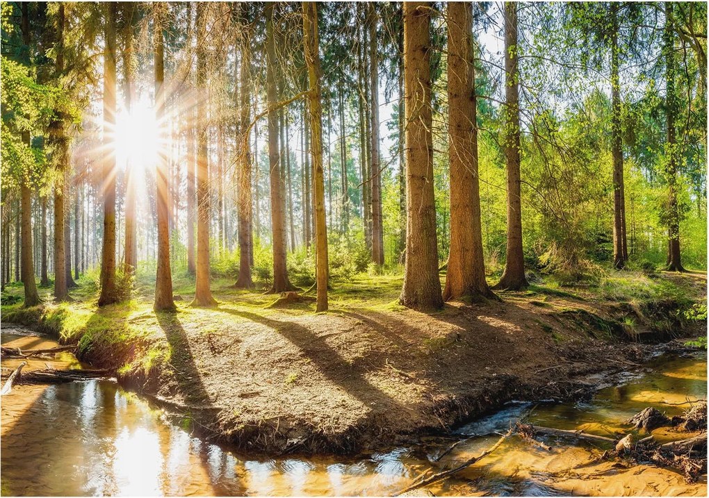 Flizelin tapéta Divatos 3D fali ragasztó Erdei idill 312x219 ragasztó