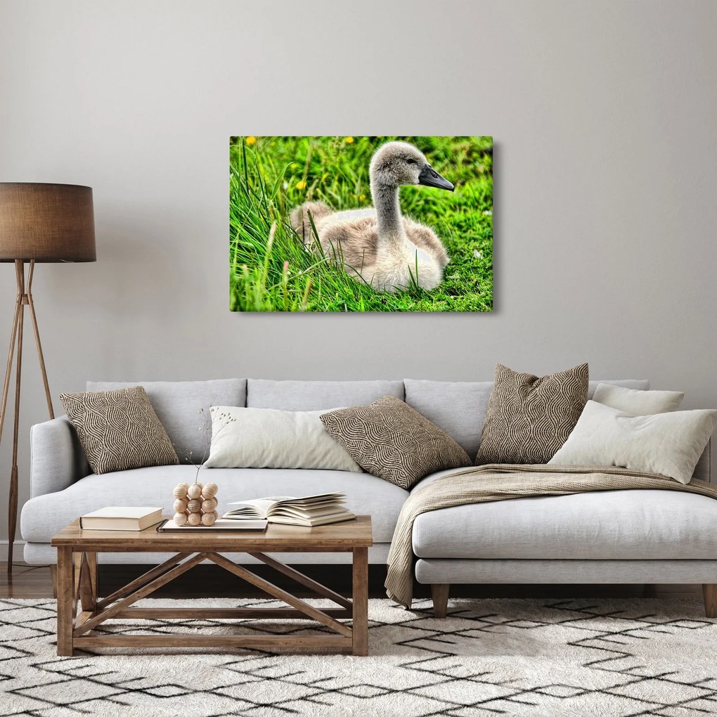 Kép - kis hattyú a fűben (90x60 cm)