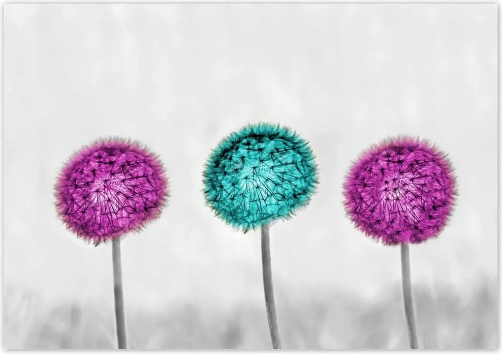 Poszterek 100x70 Lila pitypangok