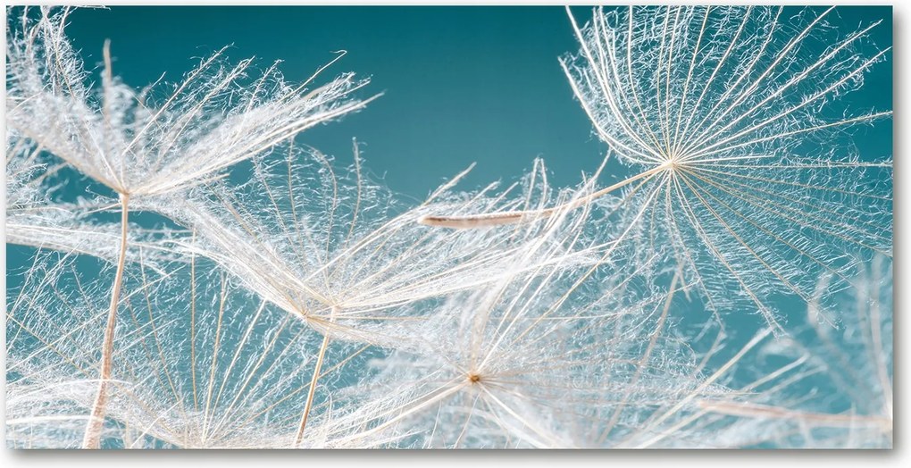 Konyhai panel Pitypang mag 120x60 cm Ragasztó