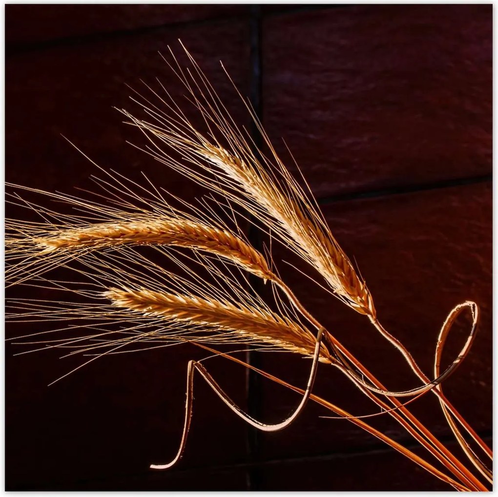 Poszterek 70x70 Kalászok Gabona Természet Bio