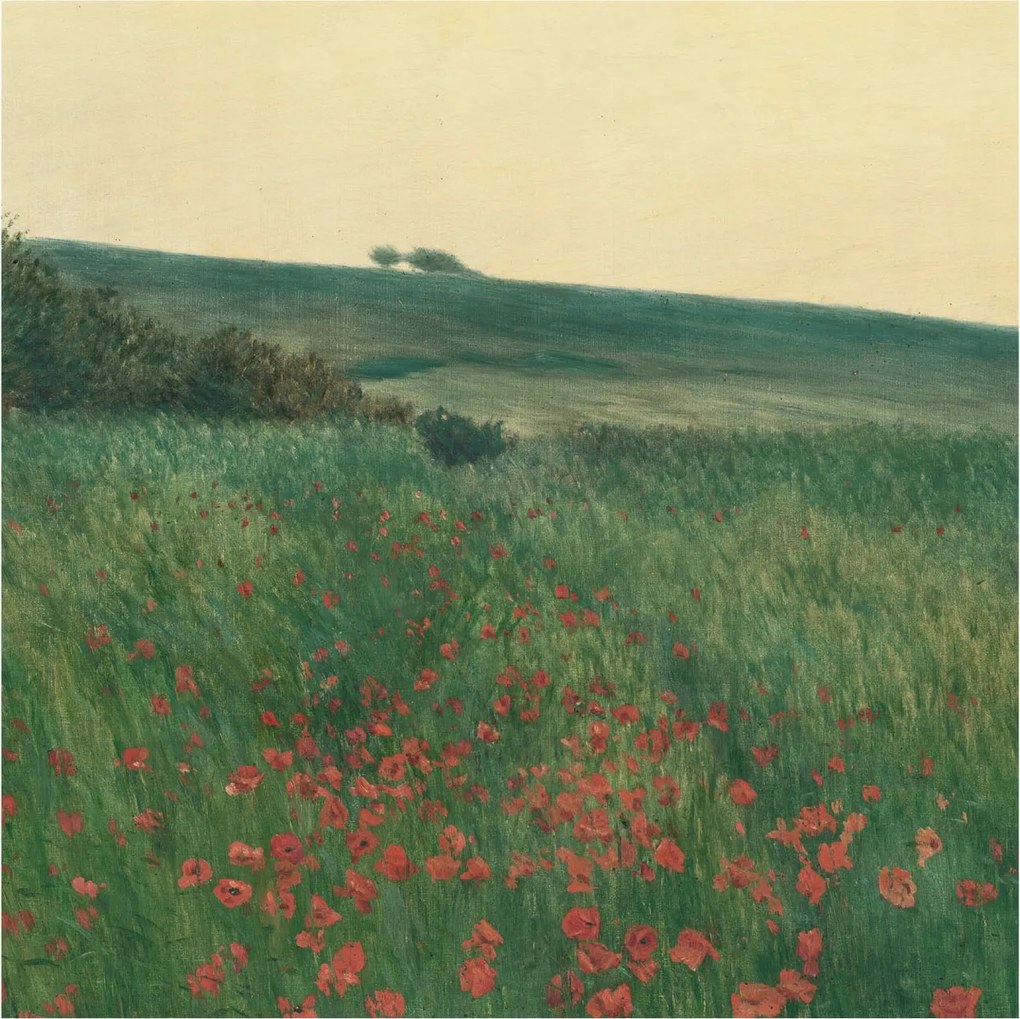 Dekoratív Fotótapéta Hálószobába Pipacs mezők 250x250 Ragasztó