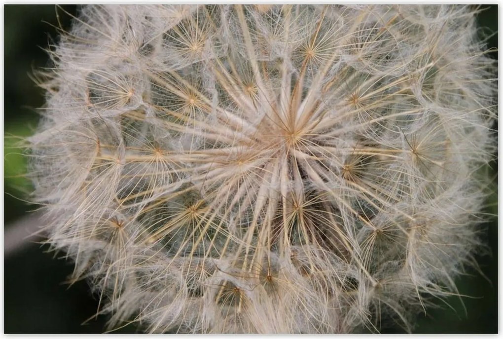 Poszterek 120x80 Pitypang Virág Virágok