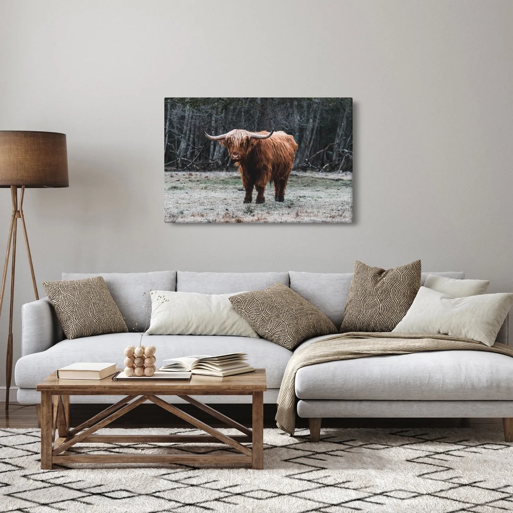 Kép - Skót tehén 2 (90x60 cm)