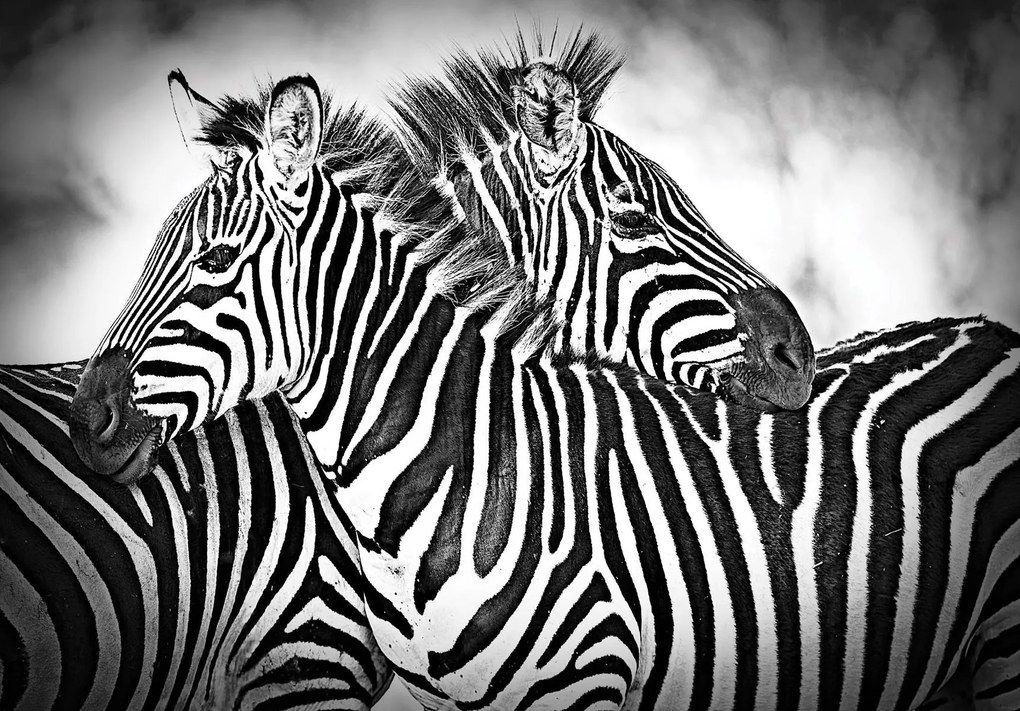 Zebra Afrikai elegancia fali fotótapéta 254x184 +ragasztó