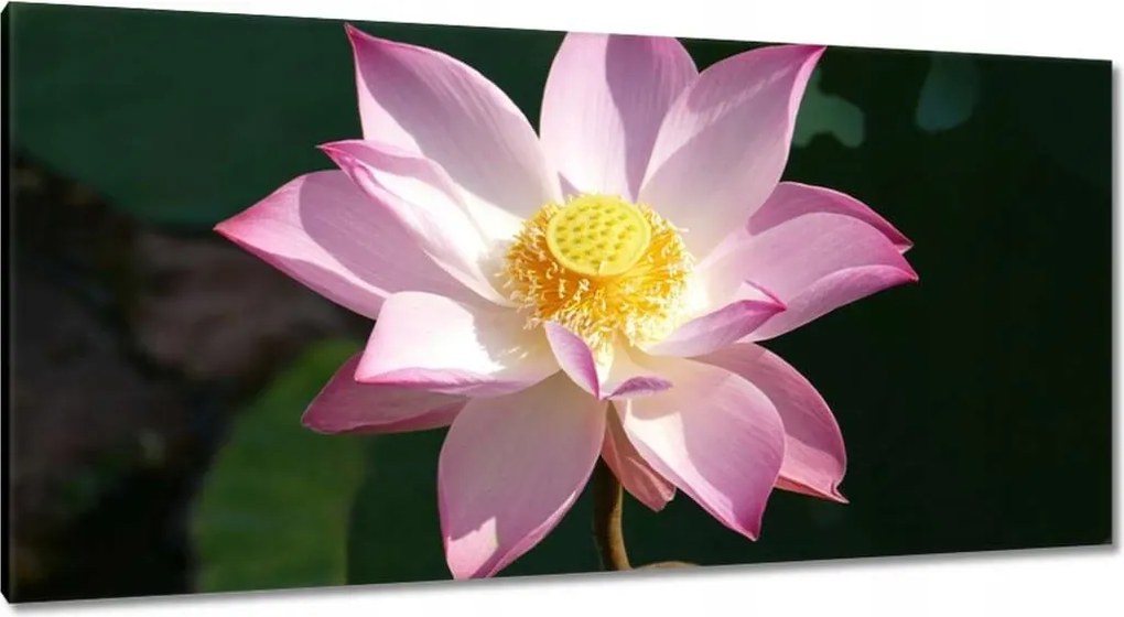 Vászonkép 115x55 Lótusz Lótuszvirág