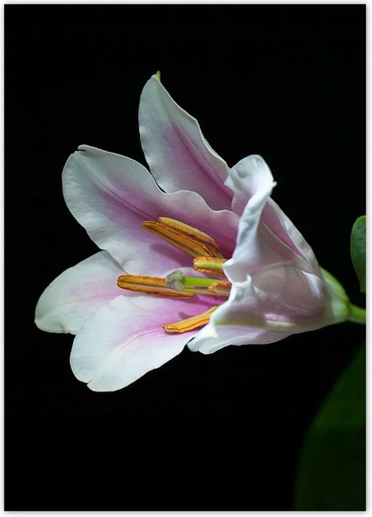 Poszterek 50x70 Virágzó rózsaszín liliom