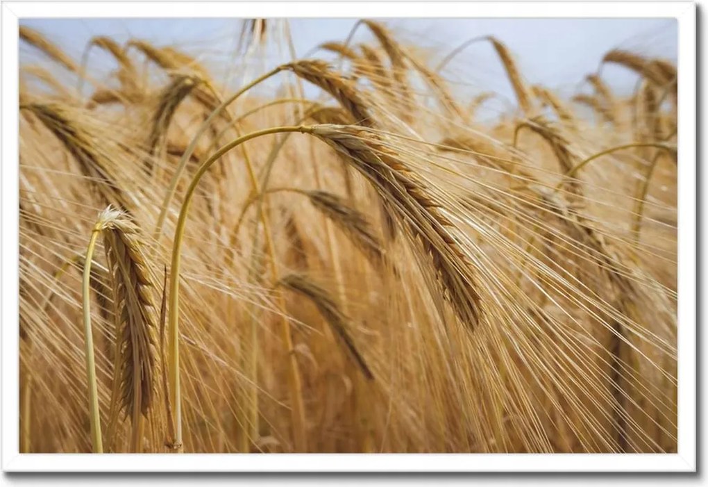 Poszterek keretben 60x40 Kalászok gabonával Gabonafélék