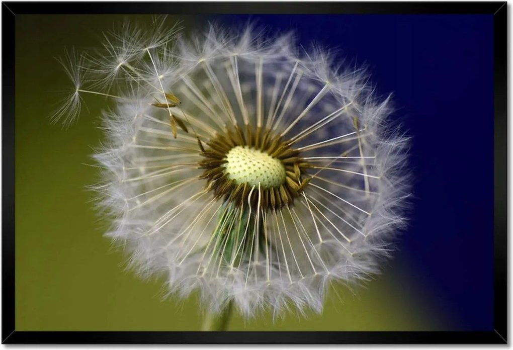 Poszterek keretben 60x40 Pitypang Virág Virágok