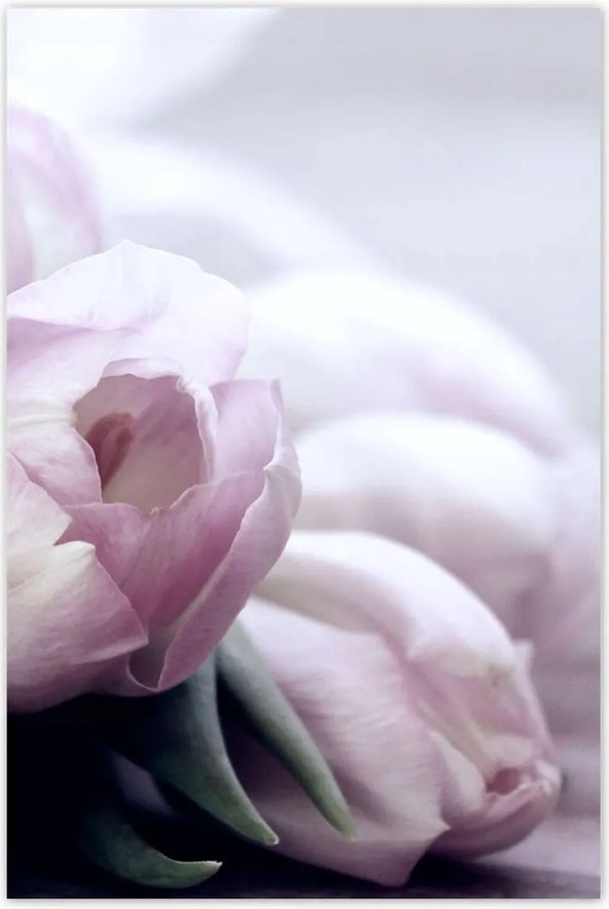 Poszterek 80x120 Tulipánok Virágok