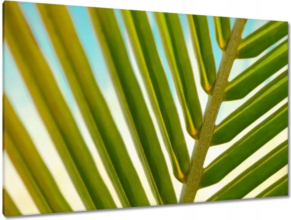 Vászonkép 120x80 Pálmalevél Levél