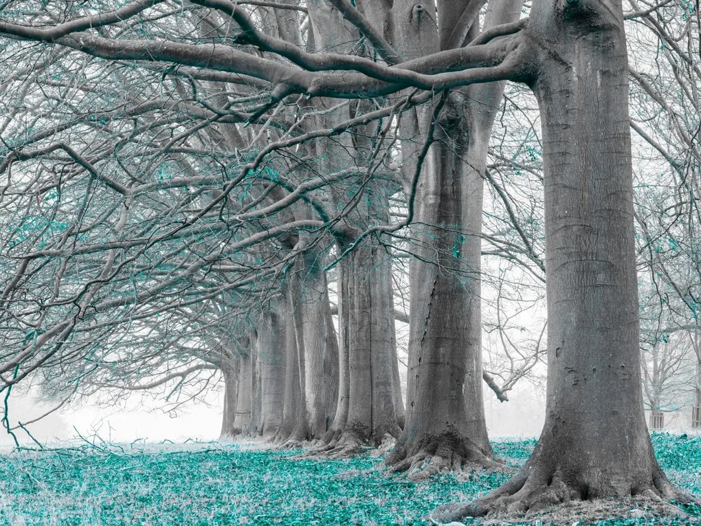 Poszter 80x60cm Fák egy sorban türkiz levelek, Assaf Frank